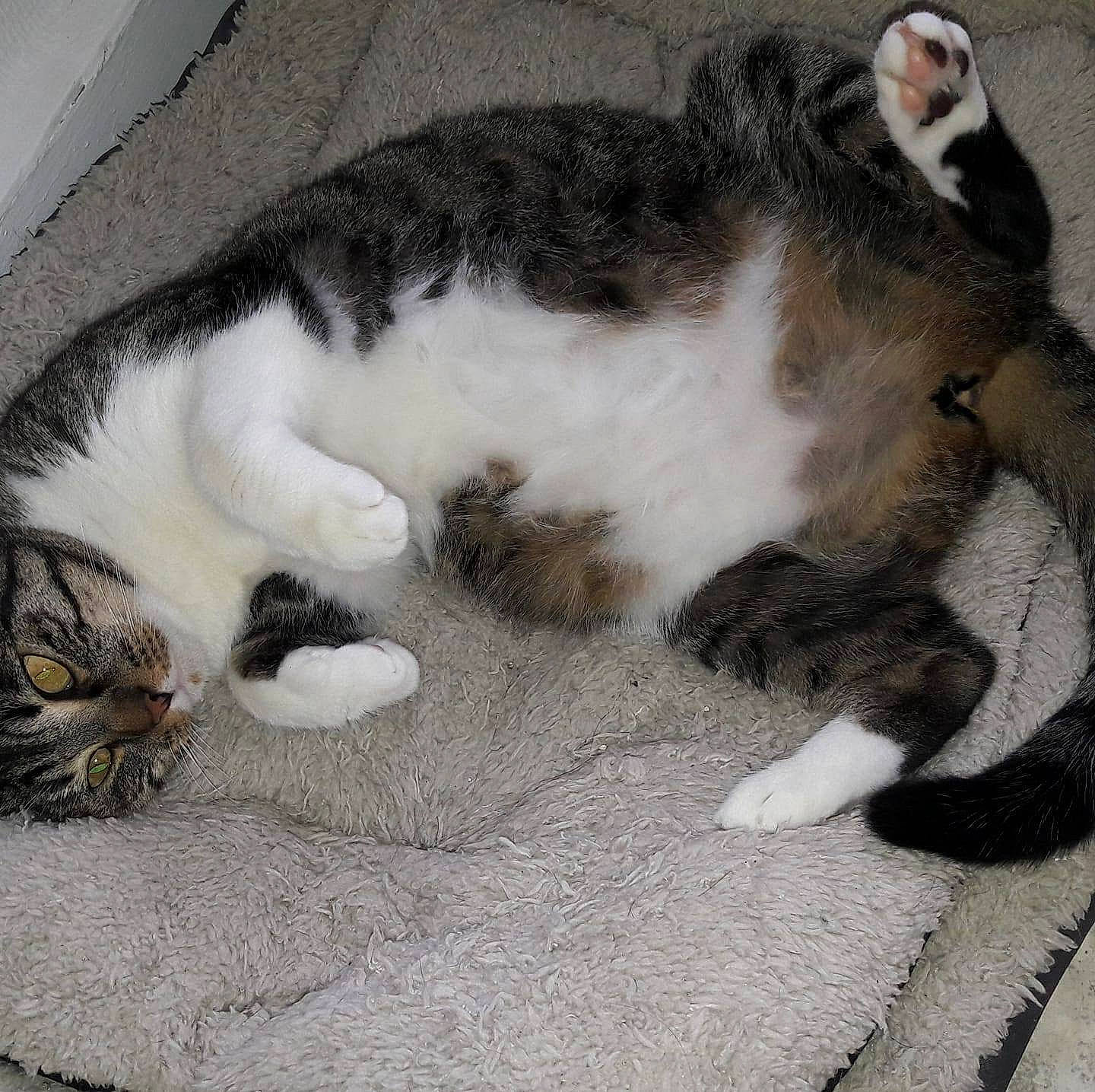 Hope participe au concours pour gagner de l'argent avec cette photo : aegean_cat, american_wirehair, carnivore, cat, claw, domestic_short_haired_cat, european_shorthair, felidae, fur, kitten, norwegian_forest_cat, paw, polydactyl_cat, sleep, small_to_medium_sized_cats, tabby_cat, tail, whiskers