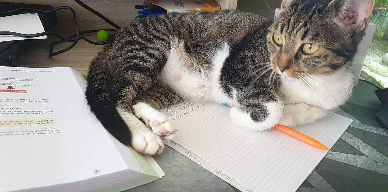 Hope a rejoint le concours — aidez-le/la à gagner de superbes lots ! aegean_cat, american_shorthair, american_wirehair, asian, carnivore, cat, domestic_short_haired_cat, dragon_li, european_shorthair, felidae, kitten, paw, polydactyl_cat, small_to_medium_sized_cats, tabby_cat, whiskers