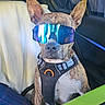 Stitch a rejoint le concours — aidez-le/la à gagner de superbes lots ! dog, pet, animal, sunglasses, harness, car, vehicle, passenger, seated, portrait, fashion, accessory, costume, brown_fur, white_chest, pointed_ears, indoor, travel, luggage, funny