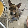 alert, brindle, chair, companion_animal, dog, furniture, home, indoors, kitchen, large_ears, looking_at_camera, natural_light, pet, photography, short_hair, sitting, table, tile_floor, white_chest, white_paws