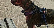 Stitch participe au concours pour gagner de l'argent avec cette photo : dog, brindle_dog, standing, harness, leash, outdoor, park, bicycle, bench, sidewalk, pavement, brick_wall, urban, daylight, pet, animal, profile, alert, short_coat, photography