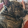 Stitch a rejoint le concours — aidez-le/la à gagner de superbes lots ! dog, brindle, sleeping, resting, curled_up, large_ears, short_hair, collar, pet, cuddling, person, arm, tattoo, couch, blanket, home, indoors, cozy, portrait, close_up