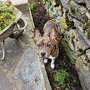 Stitch a rejoint le concours — aidez-le/la à gagner de superbes lots ! dog, brindle_coat, white_paws, portrait, outdoor, garden, stone_wall, moss, flowerbed, wheelbarrow, paving_stones, soil, plants, standing, looking_at_camera, collar, leash, vertical_photo, natural_light, curious