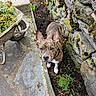 brindle_coat, collar, curious, dog, flowerbed, garden, leash, looking_at_camera, moss, natural_light, outdoor, paving_stones, plants, portrait, soil, standing, stone_wall, vertical_photo, wheelbarrow, white_paws