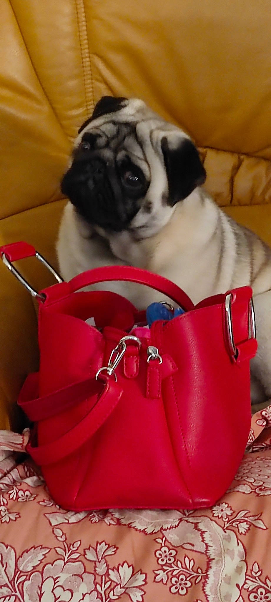 Rocky a rejoint le concours — aidez-le/la à gagner de superbes lots ! bag, carnivore, chair, comfort, companion_dog, dog, dog_breed, dog_supply, fashion_accessory, fawn, luggage_and_bags, pattern, plant, pug, red, rose, shoulder_bag, snout, toy_dog, white