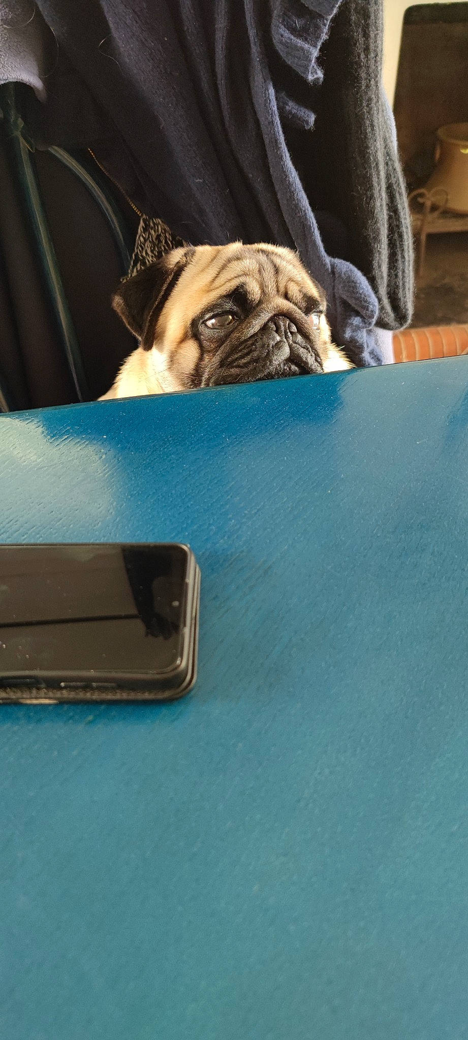 Rocky a rejoint le concours — aidez-le/la à gagner de superbes lots ! automotive_exterior, bumper, canidae, carnivore, comfort, companion_dog, dog, dog_breed, electric_blue, fawn, flooring, mobile_phone, portable_communications_device, pug, snout, sporting_group, toy_dog, vehicle_door, wood, wrinkle