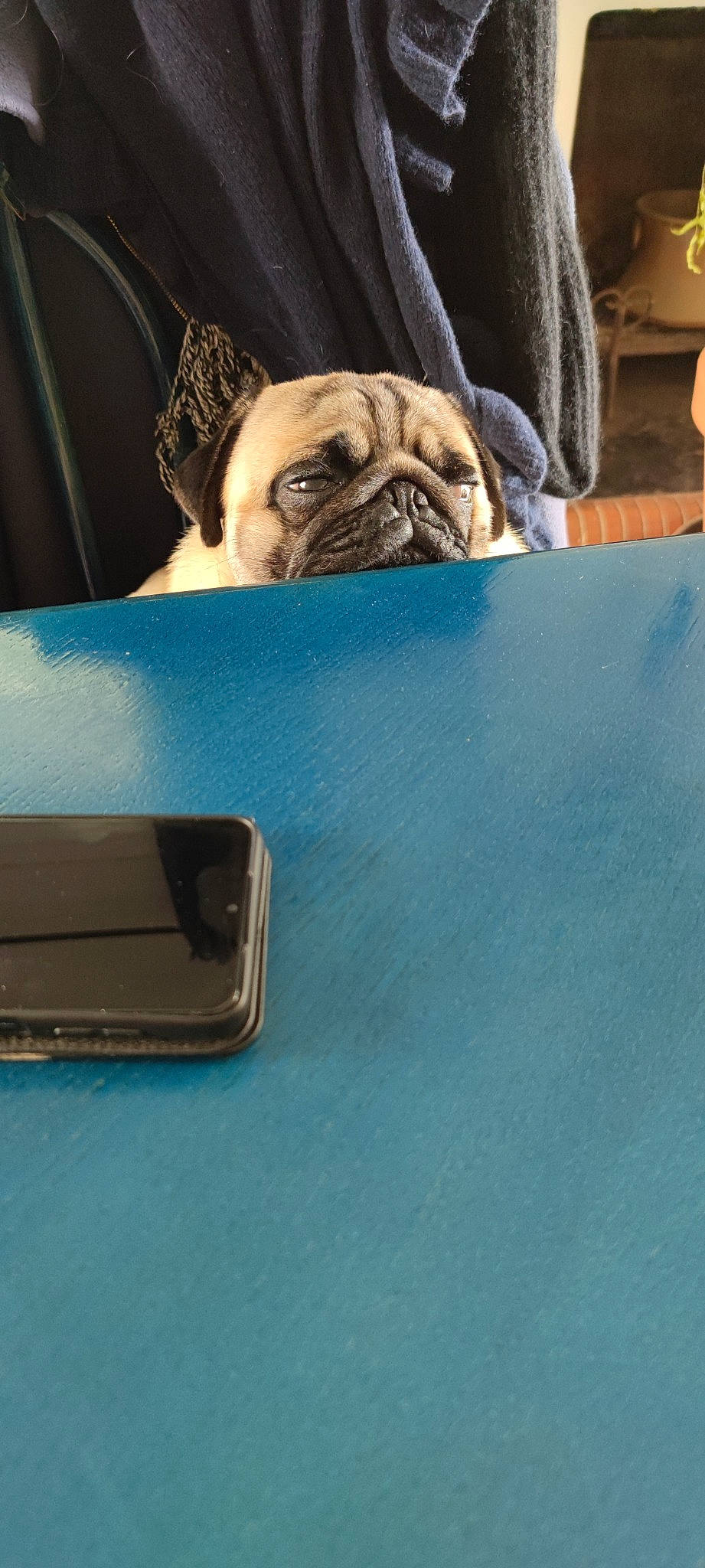 Rocky a rejoint le concours — aidez-le/la à gagner de superbes lots ! bumper, canidae, carnivore, companion_dog, dog, dog_breed, electric_blue, fawn, flooring, pet_supply, pug, reflex_camera, snout, sporting_group, toy_dog, vehicle_door, whiskers, wood, working_animal, wrinkle