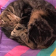 Mathilde a rejoint le concours — aidez-le/la à gagner de superbes lots ! carnivoran, cat, cat_like_mammal, dog_breed_group, fur, kitten, mammal, nap, sleep, small_to_medium_sized_cats, snout, whiskers