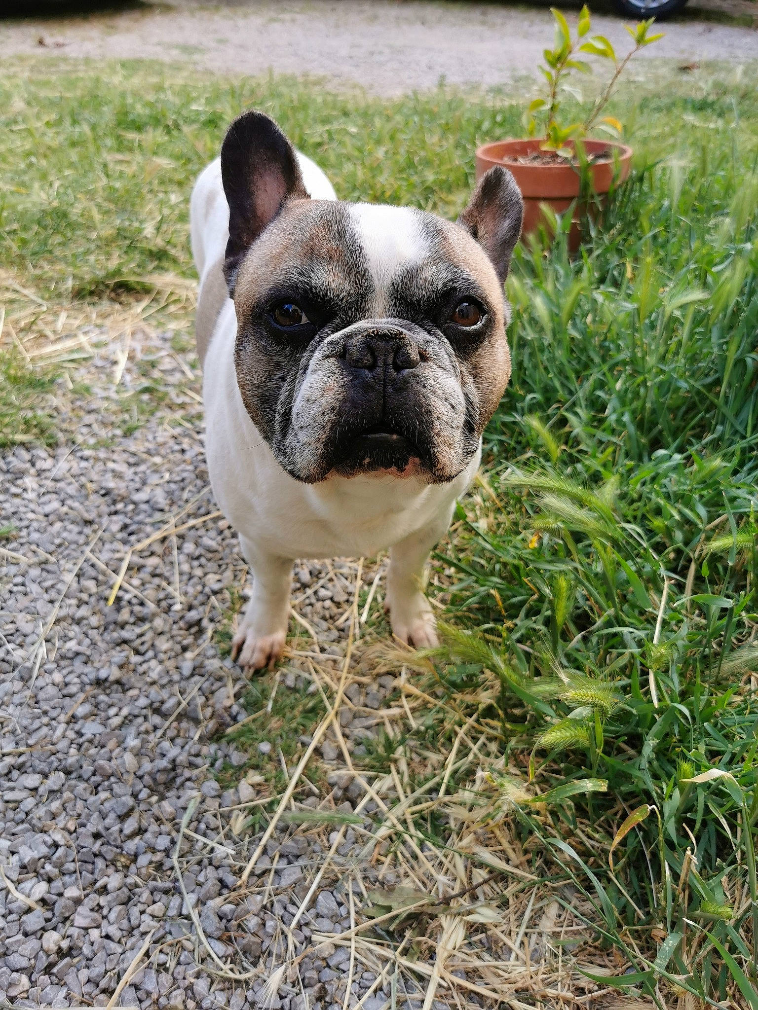 Google participe au concours pour gagner de l'argent avec cette photo : bulldog, canidae, carnivore, companion_dog, dog, dog_breed, eye, fawn, flower, grass, groundcover, plant, snout, sporting_group, tail, terrestrial_animal, toy_dog, whiskers, working_animal, wrinkle