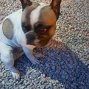 Google participe au concours pour gagner de l'argent avec cette photo : asphalt, boston_terrier, bulldog, carnivore, cobblestone, companion_dog, dog, dog_breed, fawn, flooring, french_bulldog, pebble, plant, road_surface, rock, soil, tar, toy_dog, whiskers, working_animal