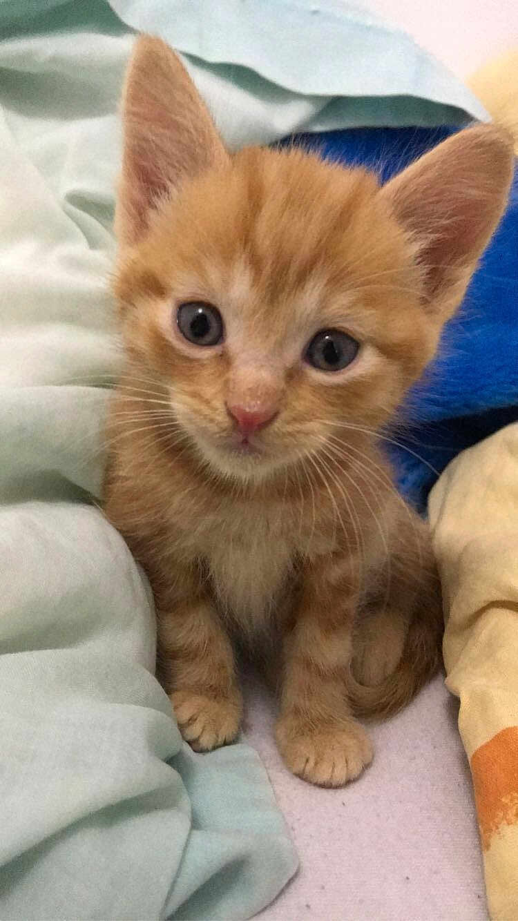 Tigrou a rejoint le concours — aidez-le/la à gagner de superbes lots ! kitten, orange_cat, cat, pet, cute, fur, whiskers, ears, eyes, small, young, animal, feline, indoor, blanket, soft, resting, adorable, domestic, sleepy