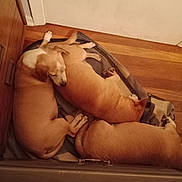 Freckels Romey Dolly joined the competition — help win amazing prizes! animal, baby, bodypart, bulldog, canine, couch, dog, finger, furniture, hand, hardwood, hound, indoors, interiordesign, person, pet, pitbull, plywood, puppy, wood