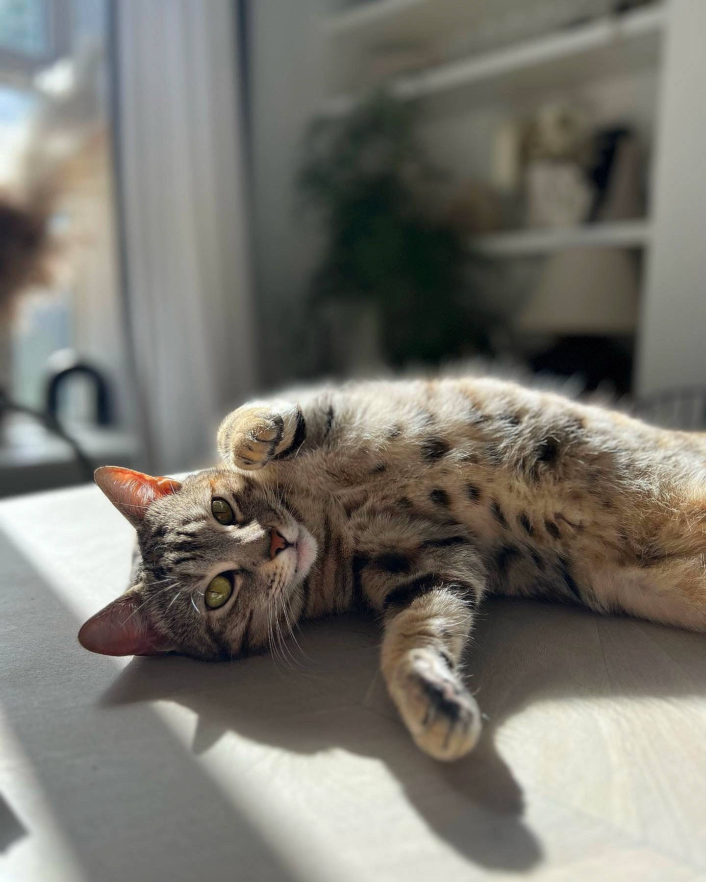 Perdy joined the competition — help win amazing prizes! carnivore, cat, claw, comfort, domestic_short_haired_cat, felidae, fur, paw, small_to_medium_sized_cats, snout, tail, terrestrial_animal, whiskers