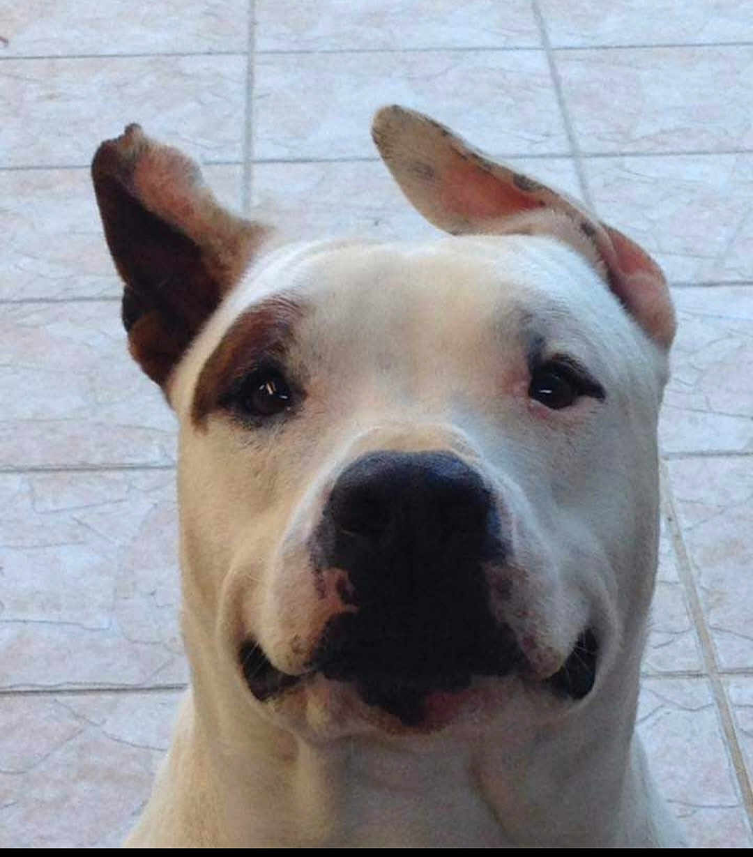 Douille a rejoint le concours — aidez-le/la à gagner de superbes lots ! dog, white_dog, black_patches, close_up, pet, animal, ears, tiled_floor, snout, face, portrait, canine, looking_up, domestic_animal, cute, friendly, fur, indoor, animal_portrait, expression