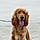 Arlo