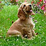 animal, collar, cute, dog, flowers, fur, garden, golden_retriever, grass, greenery, happy, nature, outdoor, pet, playful, puppy, sitting, summer, tongue_out, young