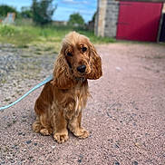 Arlo a rejoint le concours — aidez-le/la à gagner de superbes lots ! animal, blue_sky, building, cute, daylight, dog, fluffy, friendly, fur, golden_brown, gravel_path, greenery, head_tilt, leash, long_ears, outdoor, pet, portrait, rustic, sitting