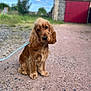 animal, blue_sky, building, cute, daylight, dog, fluffy, friendly, fur, golden_brown, gravel_path, greenery, head_tilt, leash, long_ears, outdoor, pet, portrait, rustic, sitting