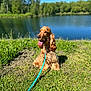 animal, blue_sky, canine, cocker_spaniel, daytime, dog, fur, grass, greenery, happy, lake, leash, nature, outdoor, park, pet, summer, sunny, tongue_out, water
