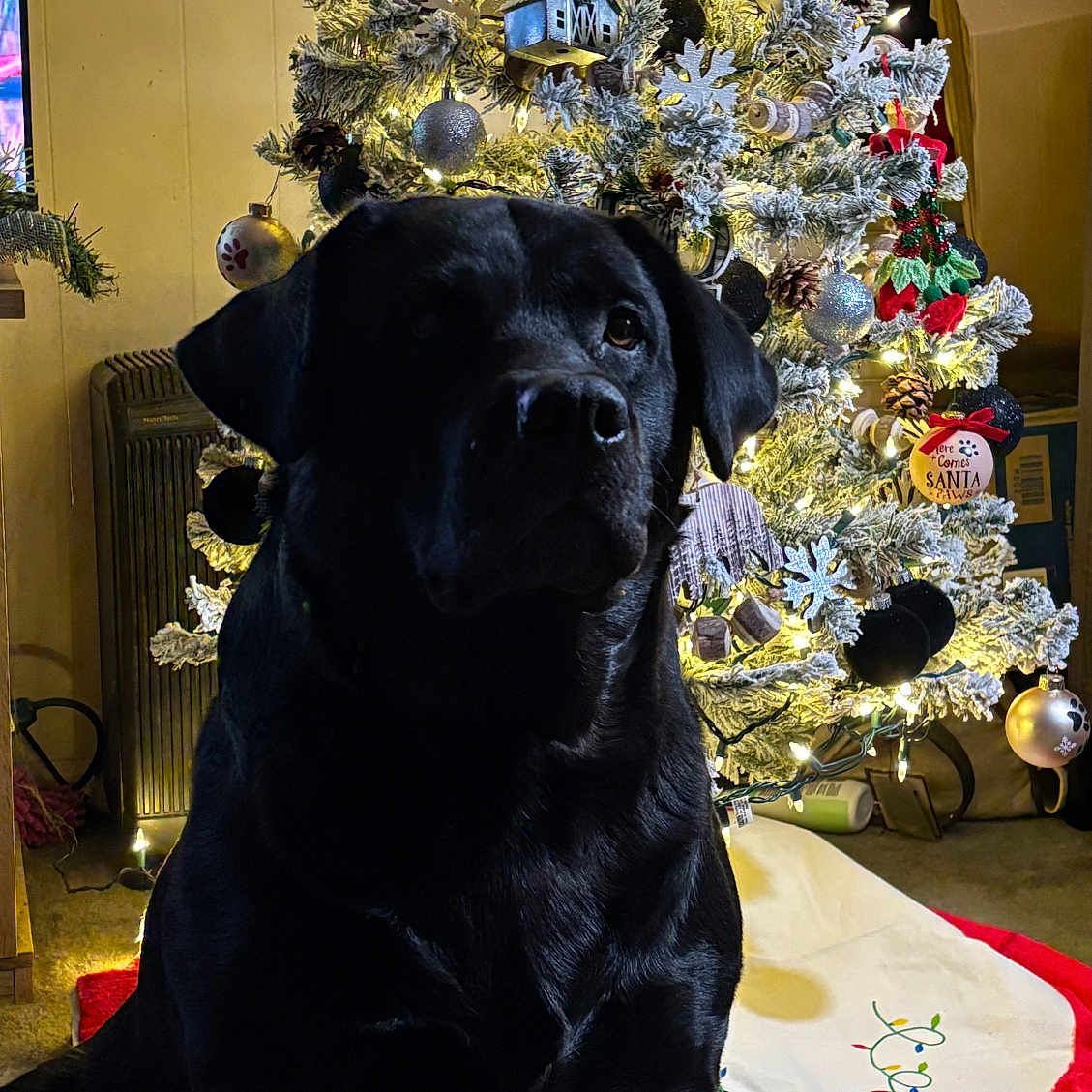 Jr. is registered to the contest to win money with this photo: accessories, animal, architecture, building, canine, christmas, christmasdecorations, christmastree, dog, festival, fir, flower, flowerarrangement, furniture, indoors, labradorretriever, pet, plant, sphere, tree