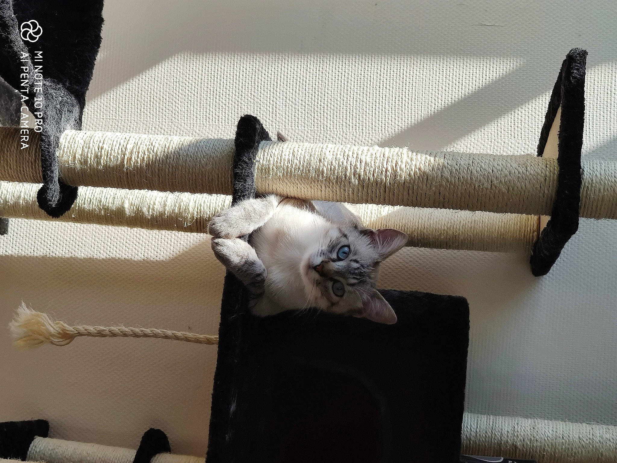 Fureku participe au concours pour gagner de l'argent avec cette photo : carnivore, cat, felidae, small_to_medium_sized_cats, tail, textile, thread