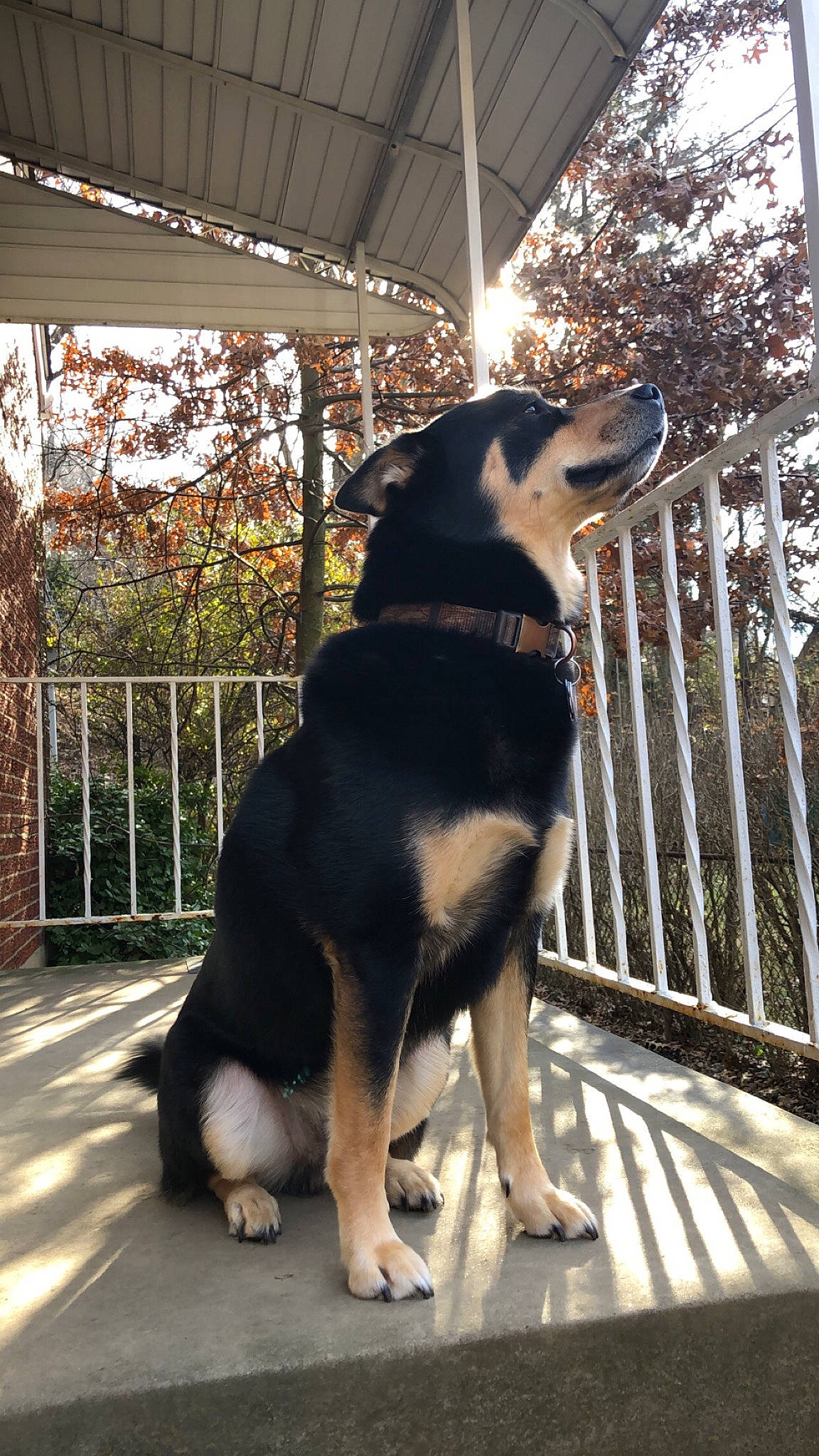 Harvey is registered to the contest to win money with this photo: canidae, carnivore, companion_dog, dog, dog_breed, east_european_shepherd, guard_dog, mammal, snout, sporting_group, tail, vertebrate, working_dog