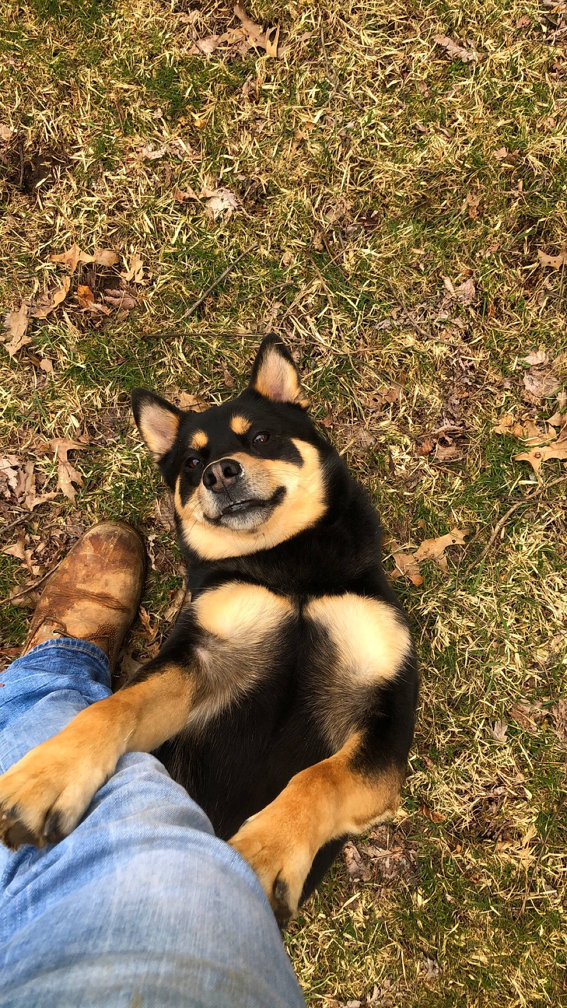 Harvey is registered to the contest to win money with this photo: canidae, carnivore, dog, dog_breed, grass, mammal, puppy, rare_breed_dog, vertebrate, wolfdog