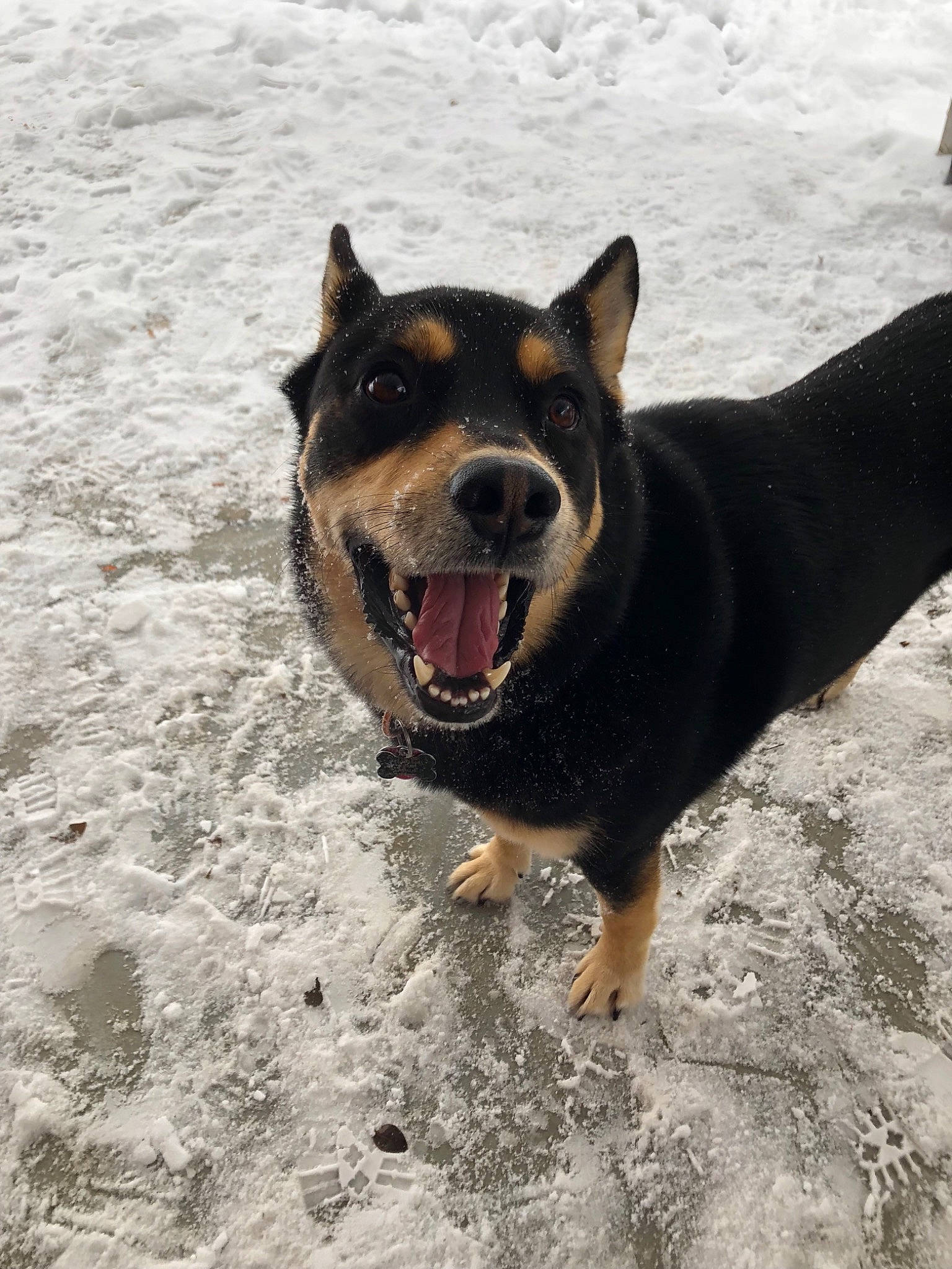 Harvey joined the competition — help win amazing prizes! canidae, carnivore, dog, dog_breed, mammal, rottweiler, snout, vertebrate, working_dog