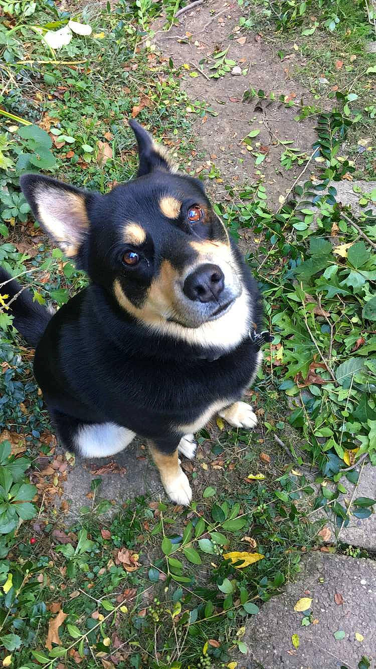 Harvey is registered to the contest to win money with this photo: australian_kelpie, canidae, carnivore, companion_dog, corgi_chihuahua, dog, dog_breed, lancashire_heeler, lapponian_herder, mammal, miniature_fox_terrier, miniature_pinscher, rare_breed_dog, snout, vertebrate