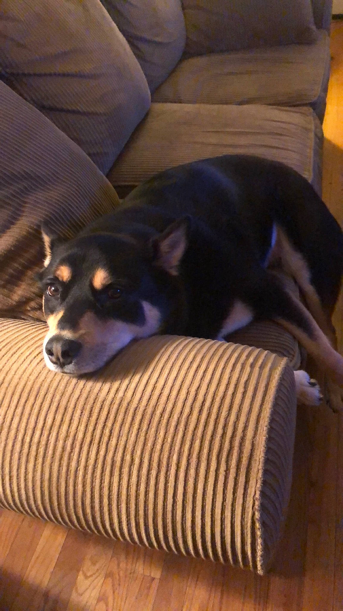 Harvey joined the competition — help win amazing prizes! canidae, carnivore, companion_dog, dog, dog_breed, mammal, miniature_pinscher