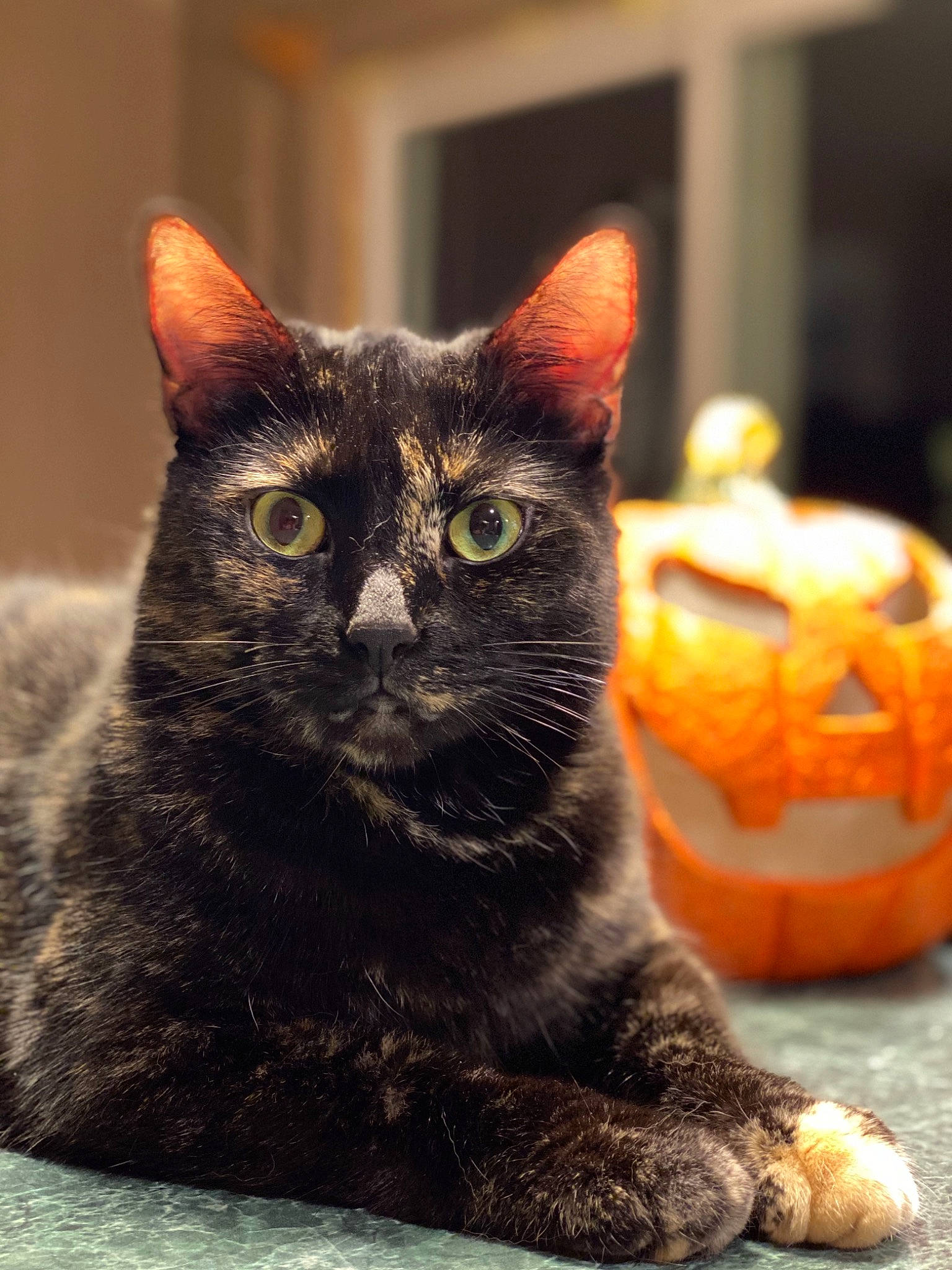 Cloe is registered to the contest to win money with this photo: asian, black_cat, carnivore, cat, domestic_short_haired_cat, european_shorthair, eye, felidae, fur, kitten, mammal, small_to_medium_sized_cats, snout, vertebrate, whiskers