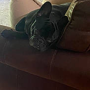 Bartholomew is registered to the contest to win money with this photo: animal, black_dog, canine, carpet, couch, cozy, dog, ears, french_bulldog, fur, home_interior, indoor, laying_down, leather_couch, paw, pet, pillows, relaxed, resting, snout