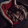 Lois participe au concours pour gagner de l'argent avec cette photo : dog, pet_bed, blanket, chair, indoor, resting, cozy, small_dog, fur, tile_floor, dim_lighting, home, comfort, animal, furniture, relaxing, covered, brown_fur, sleeping, quiet