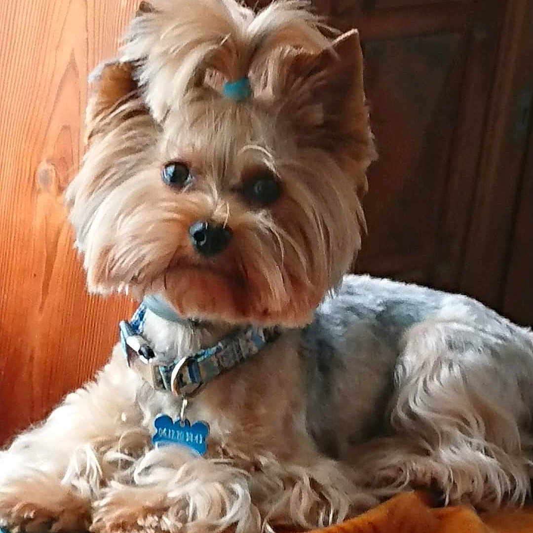 Lois a rejoint le concours — aidez-le/la à gagner de superbes lots ! dog, yorkshire_terrier, pet, fluffy, small_dog, collar, indoor, wooden_background, orange_blanket, fur, cute, animal, domestic_animal, lying_down, alert, tag, hair_tie, companion, cute_pet, cozy