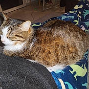 Peluche participe au concours pour gagner de l'argent avec cette photo : cat, tabby_cat, animal, pet, sleeping, blanket, dinosaur_pattern, indoor, cozy, resting, feline, fur, whiskers, remote_control, home, comfort, relaxing, closeup, texture, black