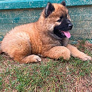 Bella a rejoint le concours — aidez-le/la à gagner de superbes lots ! puppy, dog, fluffy, grass, outdoor, tongue_out, black_snout, relaxed, cute, animal, pet, young_dog, brown_fur, canine, playful, nature, resting, adorable, side_view, fence