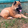 adorable, animal, black_snout, brown_fur, canine, cute, dog, fence, fluffy, grass, nature, outdoor, pet, playful, puppy, relaxed, resting, side_view, tongue_out, young_dog