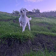 Yuma joined the competition — help win amazing prizes! adorable, animal, canine, curious, dog, field, fur, grass, greenery, hill, landscape, nature, outdoor, pet, sky, small_dog, standing, sunset, twilight, white_dog