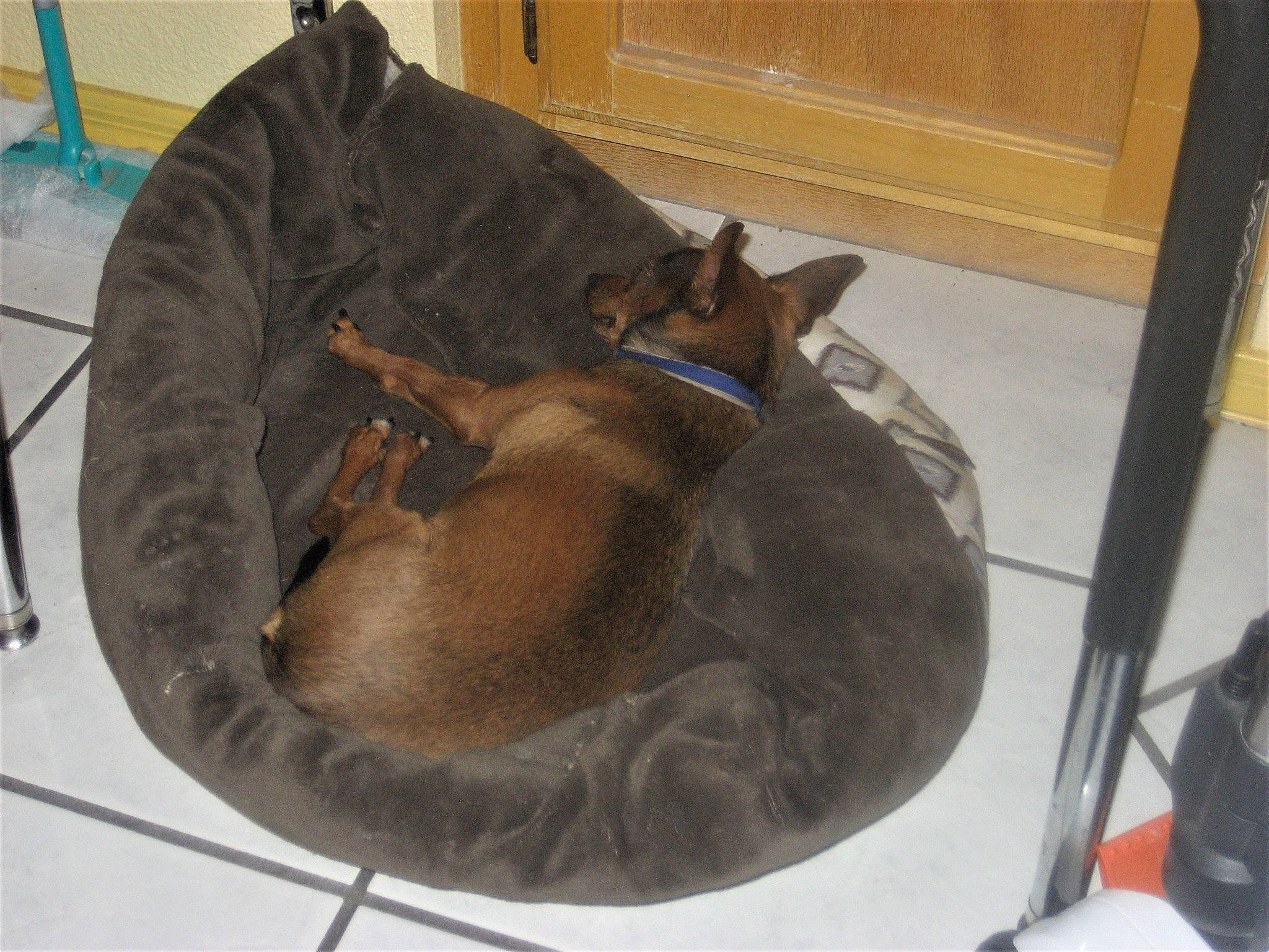 Romeo joined the competition — help win amazing prizes! canidae, carnivore, companion_dog, dog, dog_breed, fawn, guard_dog