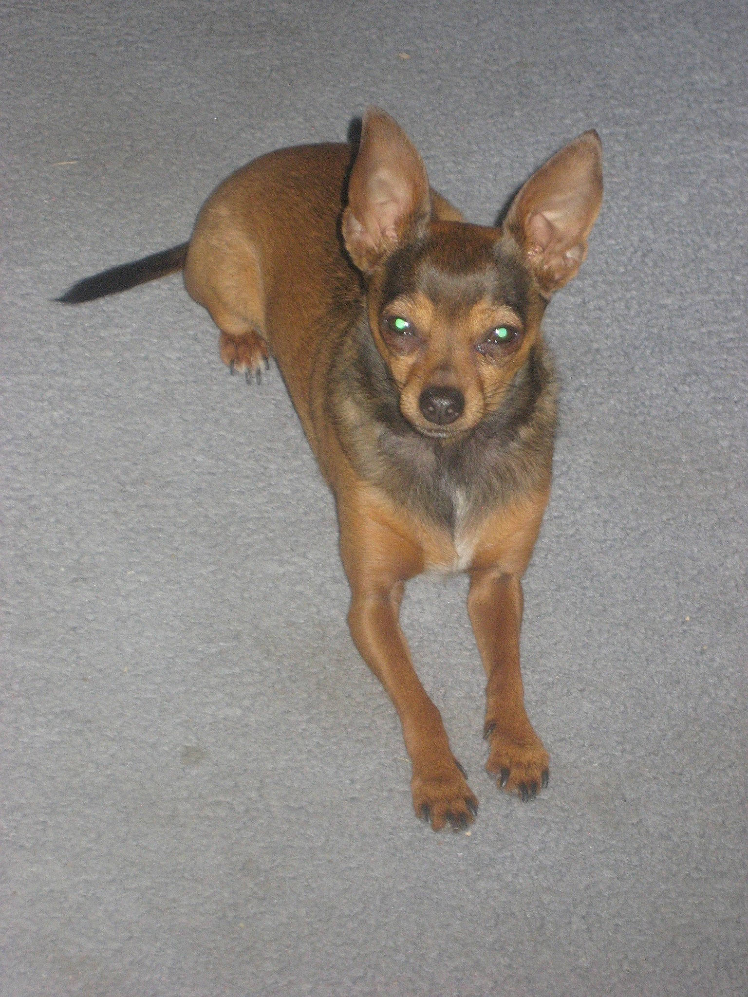 Romeo is registered to the contest to win money with this photo: canidae, carnivore, chihuahua, dog, dog_breed, ear, english_toy_terrier, fawn, german_pinscher, mammal, miniature_pinscher, prazsky_krysarik, puppy, russkiy_toy, snout, toy_dog, vertebrate