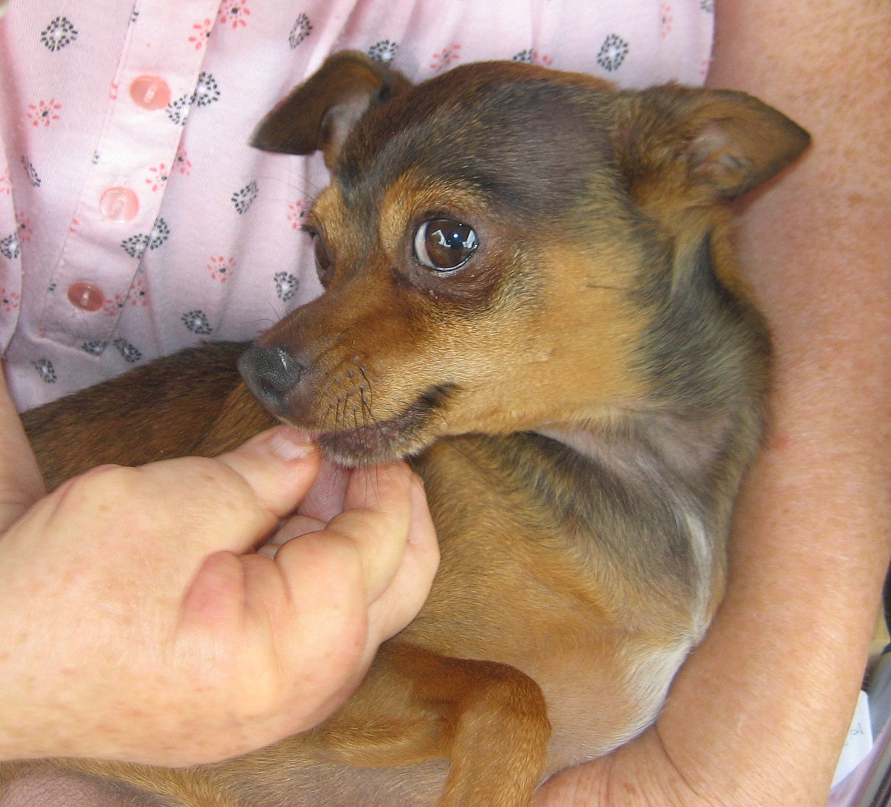 Romeo is registered to the contest to win money with this photo: canidae, carnivore, chihuahua, dog, dog_breed, fawn, feist, german_pinscher, mammal, miniature_pinscher, pinscher, prazsky_krysarik, puppy, rare_breed_dog, russkiy_toy, skin, snout, sporting_group, toy_dog, vertebrate