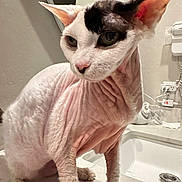 Bay is registered to the contest to win money with this photo: cat, sphynx_cat, hairless, wrinkled_skin, ears, animal, pet, indoor, bathroom, sink, countertop, white, curious, closeup, feline, domestic_animal, looking, pink_skin, whiskers, portrait