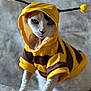 Angel is registered to the contest to win money with this photo: animal, antennae, bee_costume, black_spot, brown, cat, close_up, costume, curious, cute, feline, funny, hoodie, indoor, pet, pet_fashion, portrait, soft_surface, white_cat, yellow