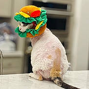 Angel is registered to the contest to win money with this photo: animal, blurred_background, cat, costume, counter, curious, feline, funny, fur, hamburger_hat, hat, indoor, kitchen, orange_markings, pet, playful, plush, sitting, tail, white_cat