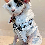 Angel joined the competition — help win amazing prizes! cat, pet, animal, fur, clothing, coat, bow_tie, white, black, ears, face, eyes, floor, indoor, portrait, cute, small, feline, fashion, sitting