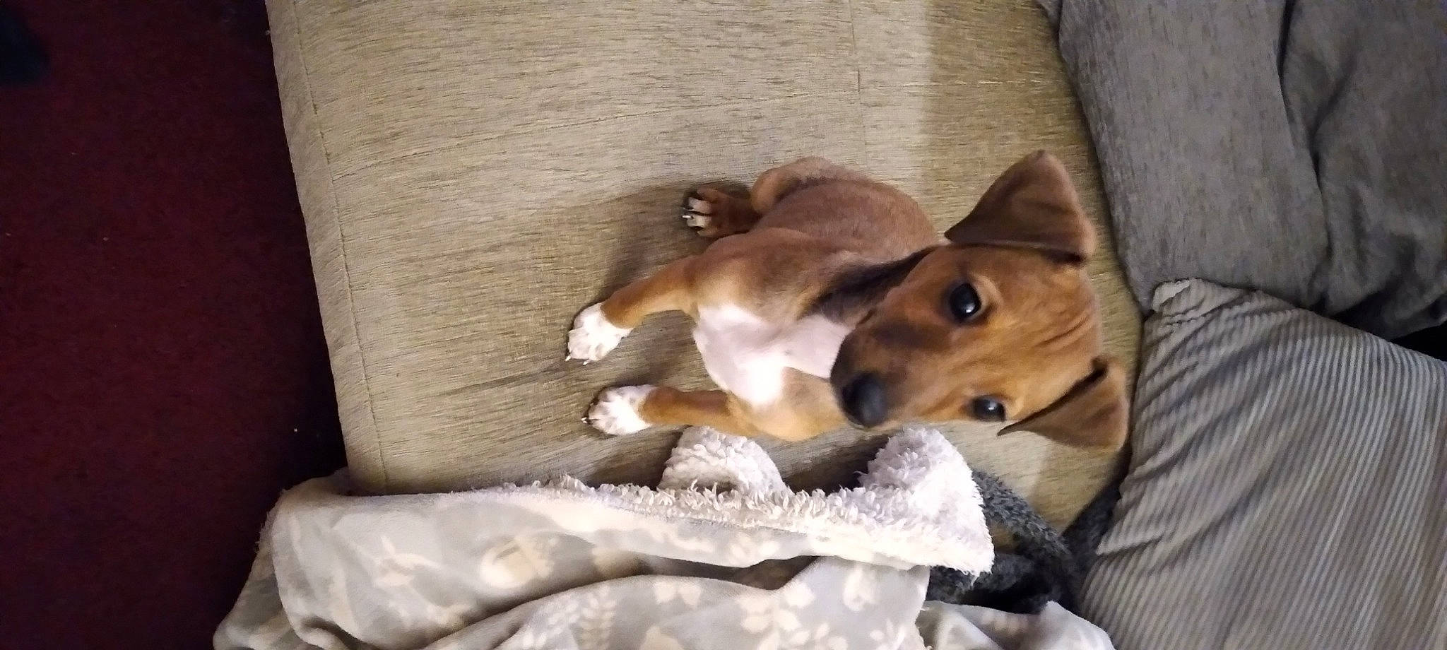 Winnie joined the competition — help win amazing prizes! basenji, canidae, cardigan_welsh_corgi, carnivore, comfort, companion_dog, dog, dog_bed, dog_breed, fawn, fur, nap, paw, snout, sporting_group, tail, welsh_corgi, whiskers, wood, working_animal