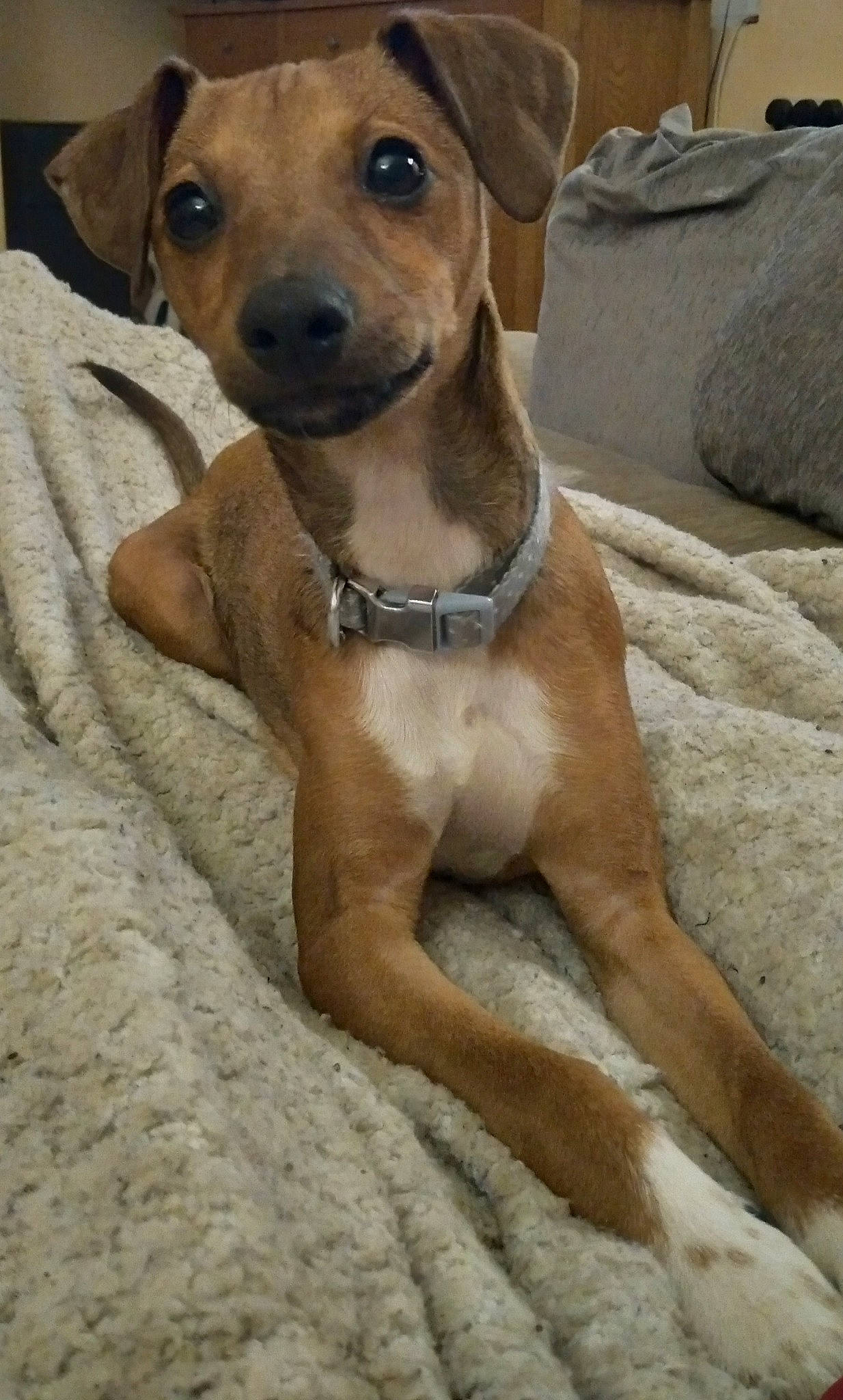 Winnie joined the competition — help win amazing prizes! canidae, carnivore, collar, comfort, companion_dog, dog, dog_breed, dog_collar, dog_supply, ear, fawn, fur, liver, pet_supply, puppy, snout, sporting_group, terrestrial_animal, whiskers, working_animal