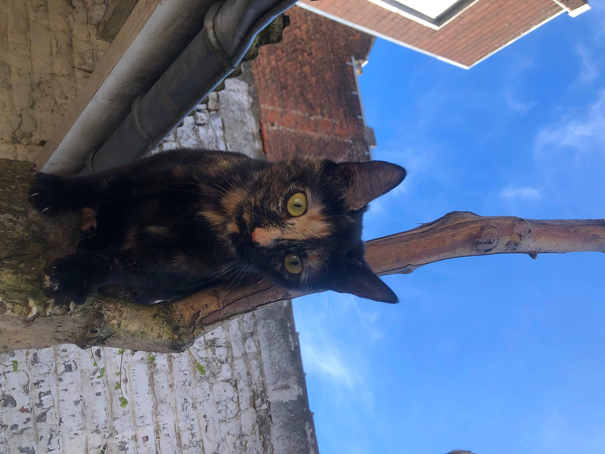 Euthenia a rejoint le concours — aidez-le/la à gagner de superbes lots ! black_cat, carnivore, cat, cloud, cumulus, domestic_short_haired_cat, felidae, fur, plant, sky, small_to_medium_sized_cats, tail, terrestrial_animal, tree, trunk, twig, whiskers, window, wood