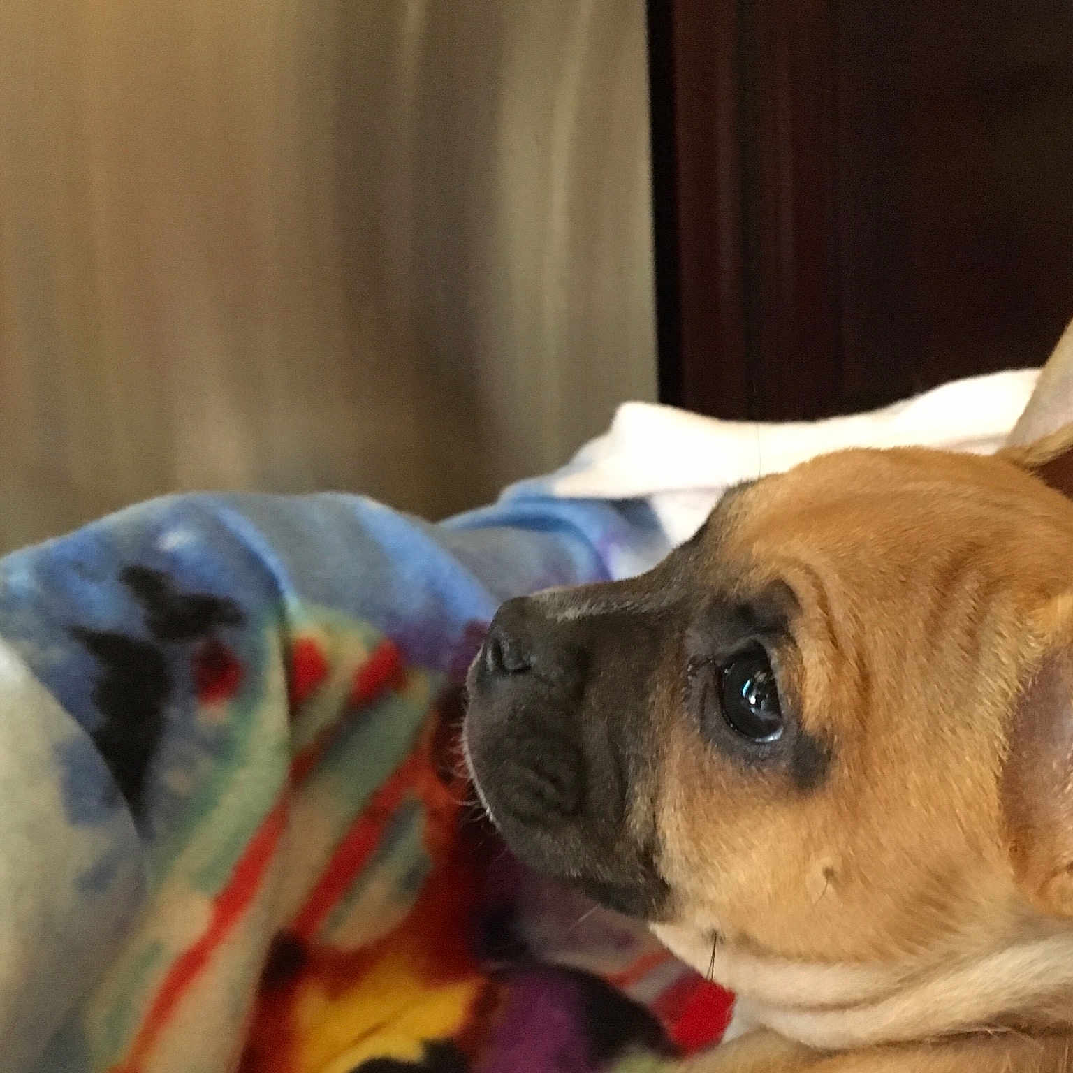 Peaches is registered to the contest to win money with this photo: bulldog, carnivoran, companion_dog, dog, dog_breed, dog_breed_group, dog_like_mammal, ear, fawn, french_bulldog, non_sporting_group, puppy, puppy_love, snout, toy_bulldog