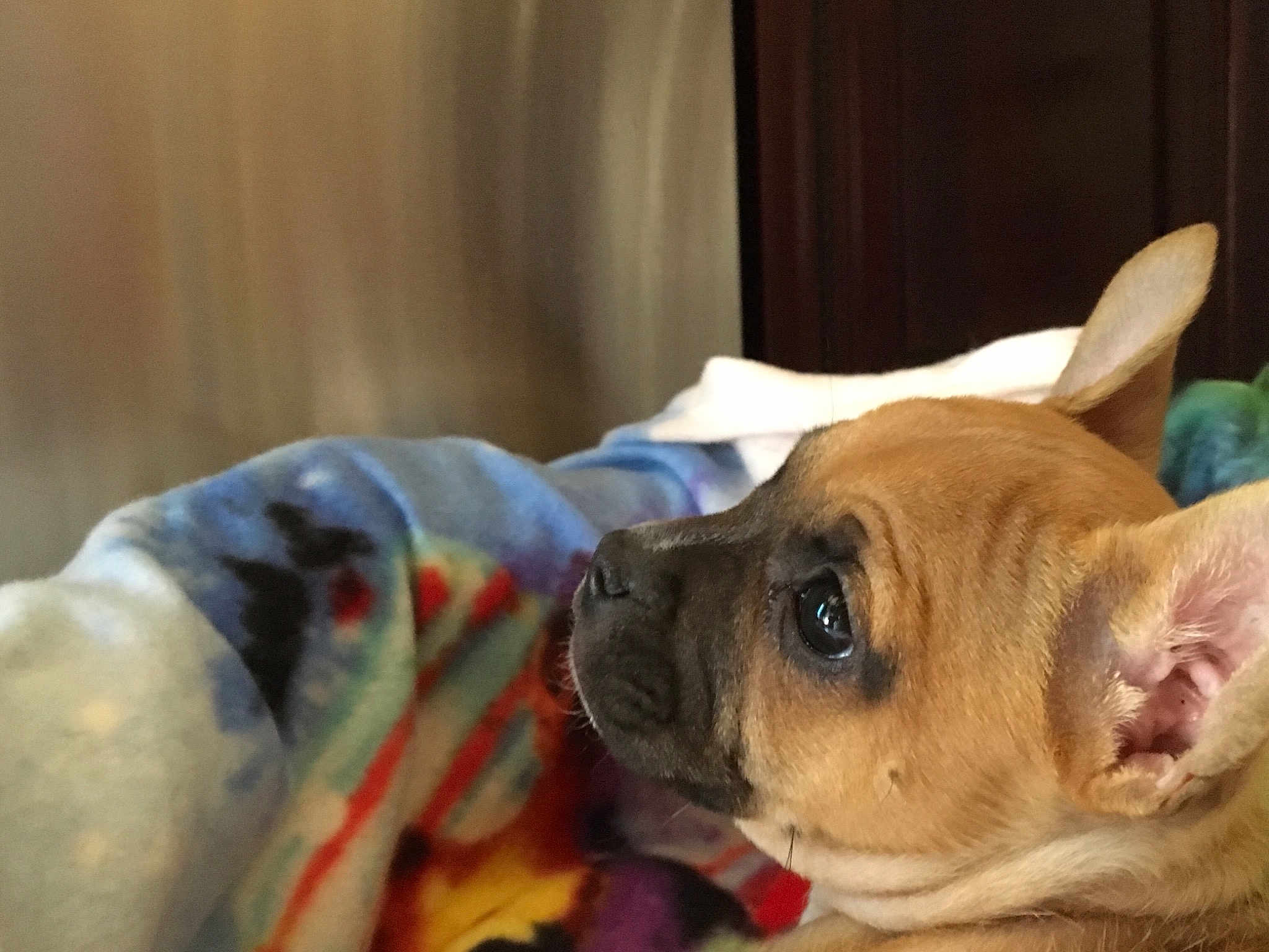 Peaches is registered to the contest to win money with this photo: bulldog, carnivoran, companion_dog, dog, dog_breed, dog_breed_group, dog_like_mammal, ear, fawn, french_bulldog, non_sporting_group, puppy, puppy_love, snout, toy_bulldog